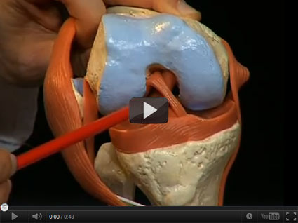 Anatomia stawu kolanowego